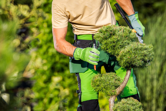 tree surgeon wilmslow
