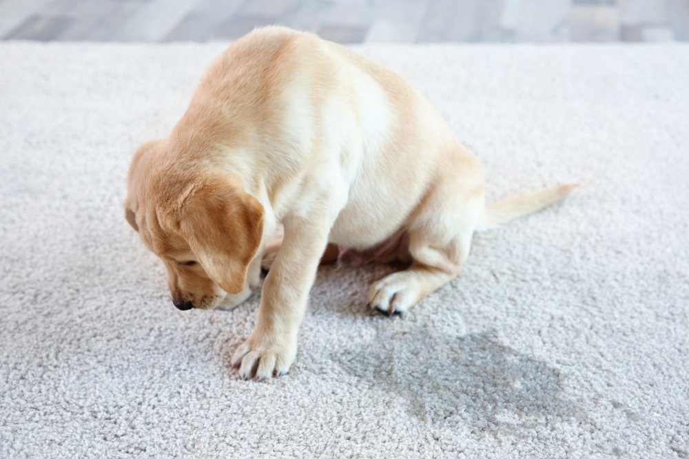 dog urine smell